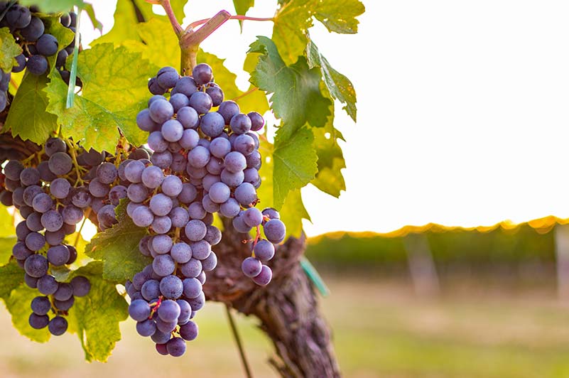 S. Stefano di Perno Vineyard