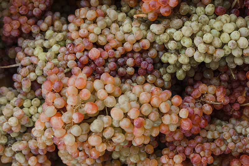 Pinot Grigio
