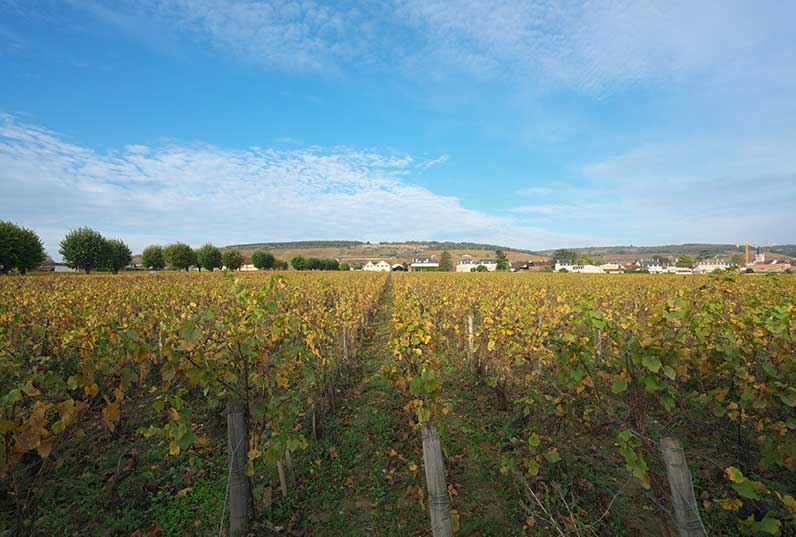 Intro to La Tache