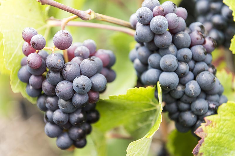 La Tache Vineyards