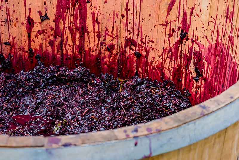 Winemaking Innovations at Giacomo Conterno