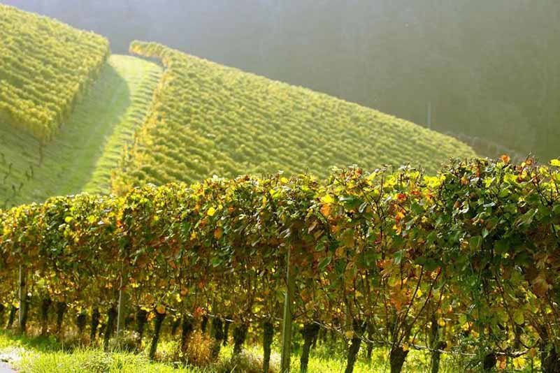 Domaine Leroy