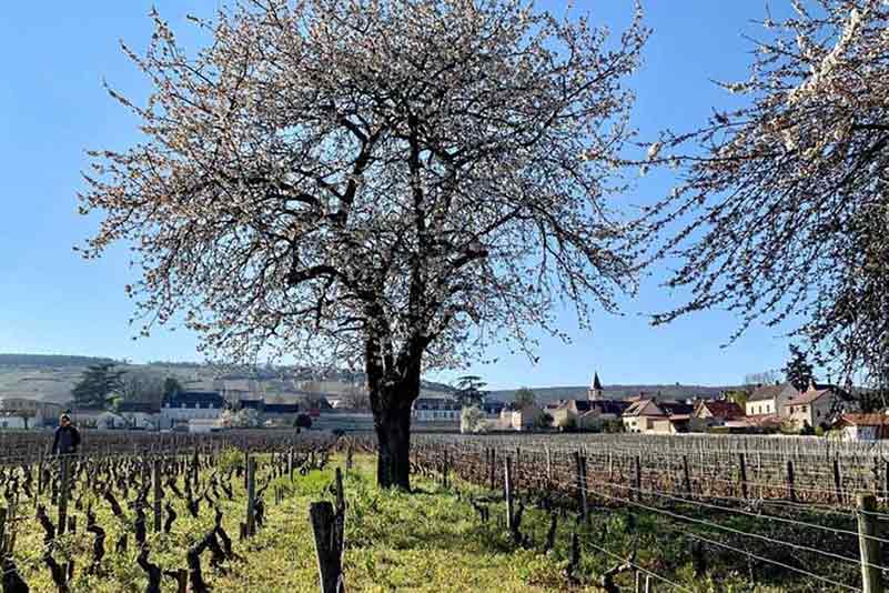Domaine Jean Grivot