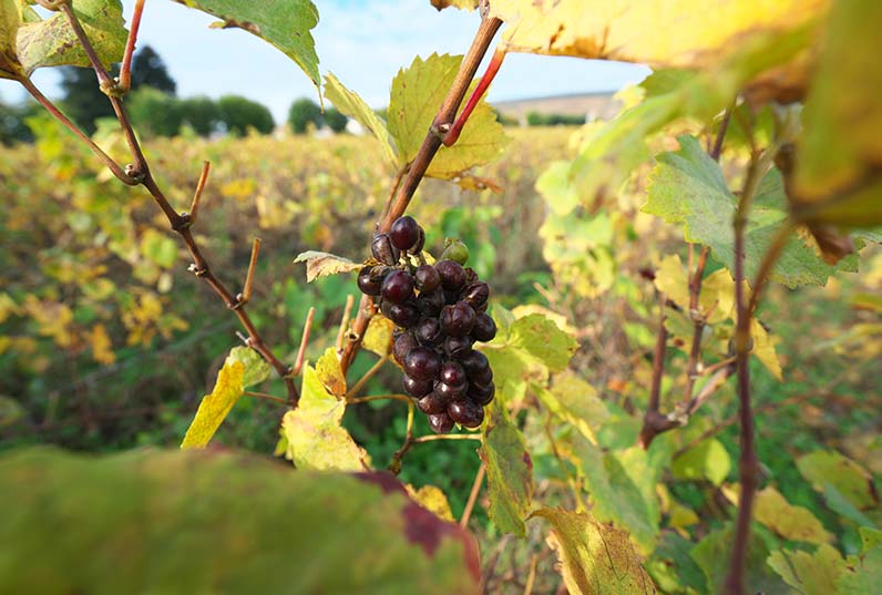 Terroir Of Richebourg