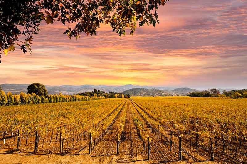 Colgin Cellars