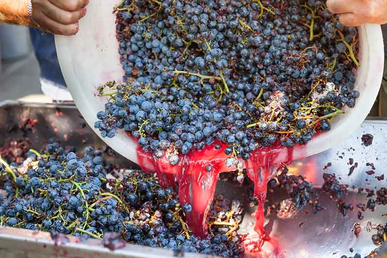 Winemaking At Colgin Cellars