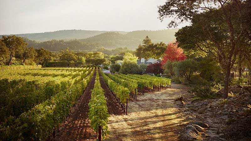 Tychson Hill Vineyards