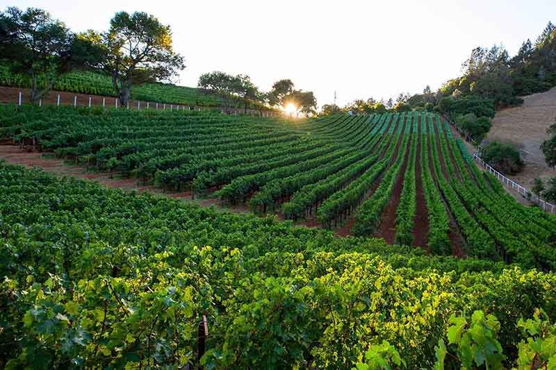 Cariad Vineyard