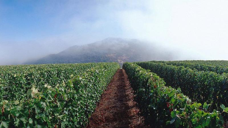 The IX Estate Vineyard