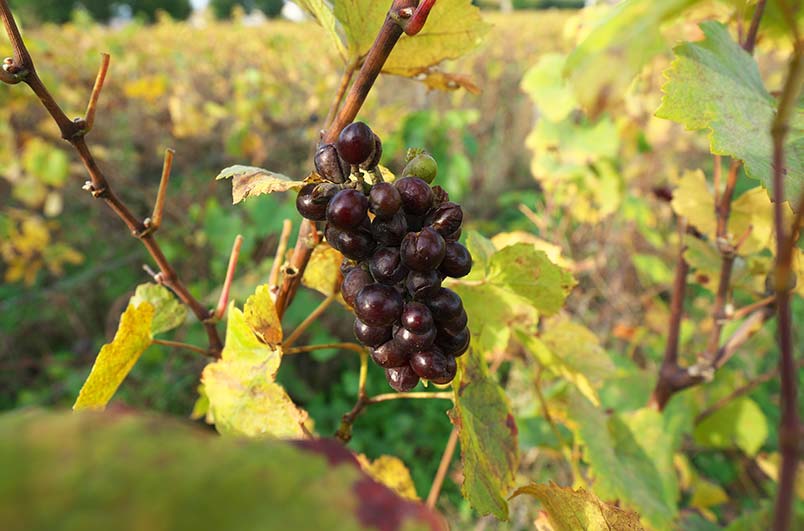 Château Pegau Vineyards