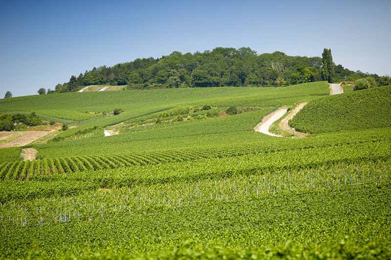 Vineyards and Winemaking at Pol Roger