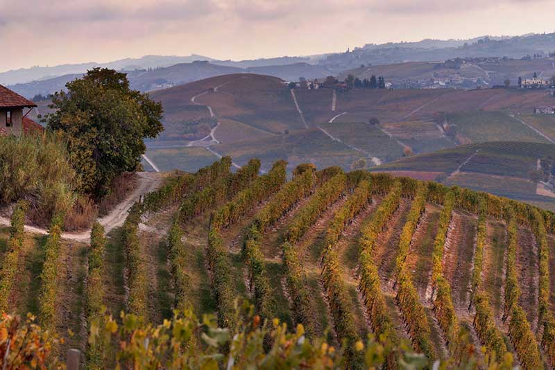Codana Vineyard