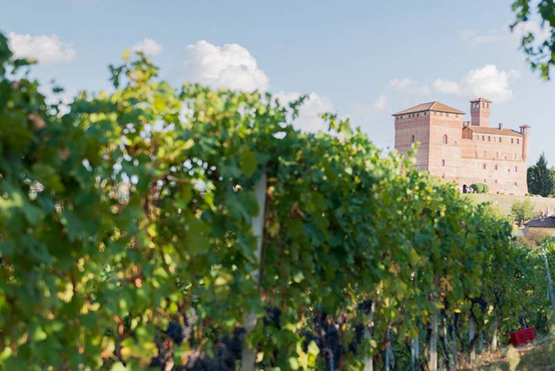 Bricco Vineyard