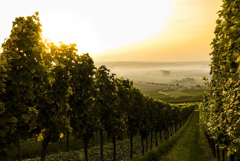 Villero Vineyard