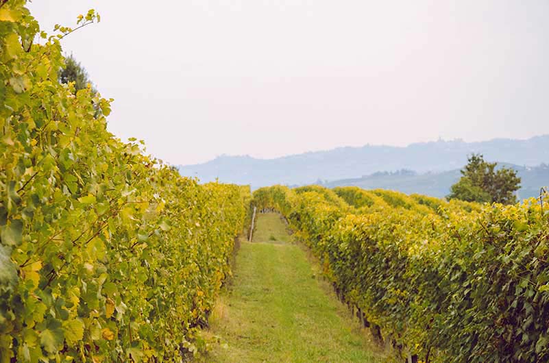 Scudetto del S. Stefano di Perno Vineyard