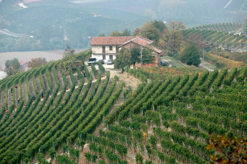 Monprivato vineyard
