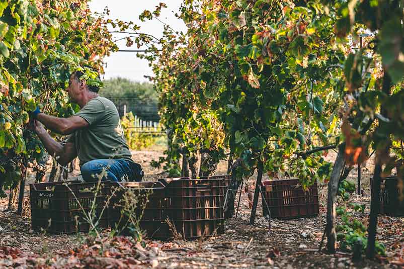Toetto Vineyard