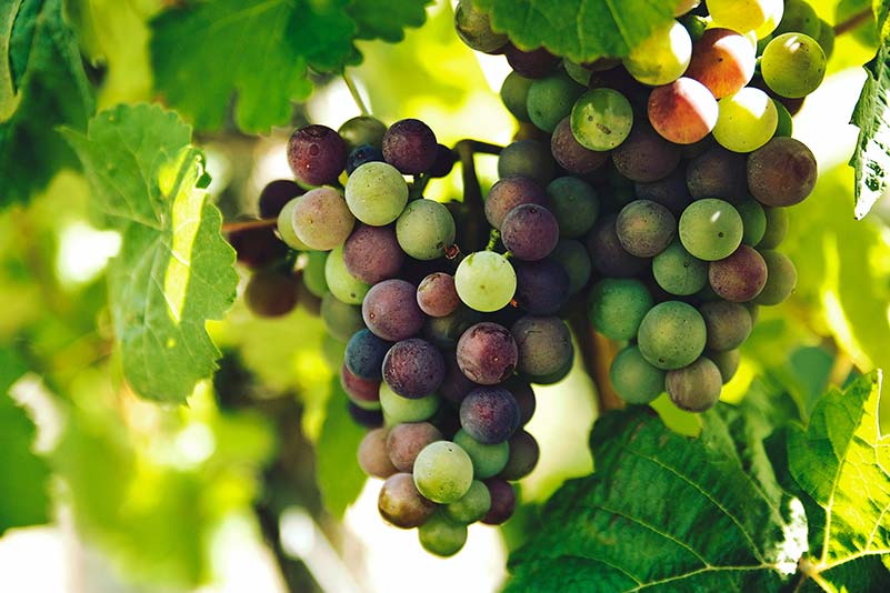Viticulture and Winemaking at Opus One