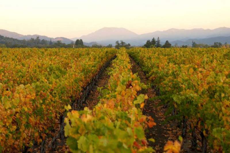 Viticulture at Schrader Cellars