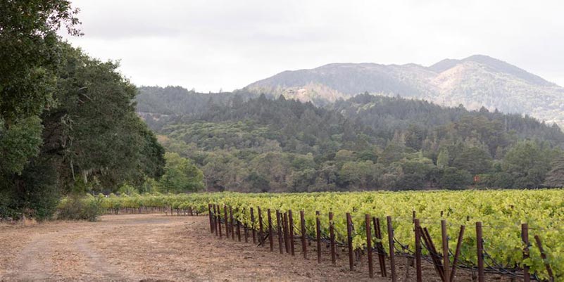 Schrader Cellars: A Gem from Napa Valley