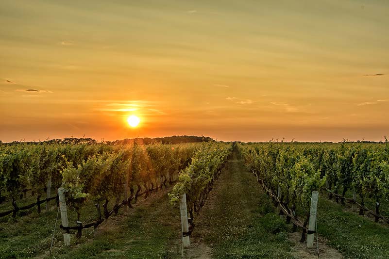 Viticulture at Philipponnat