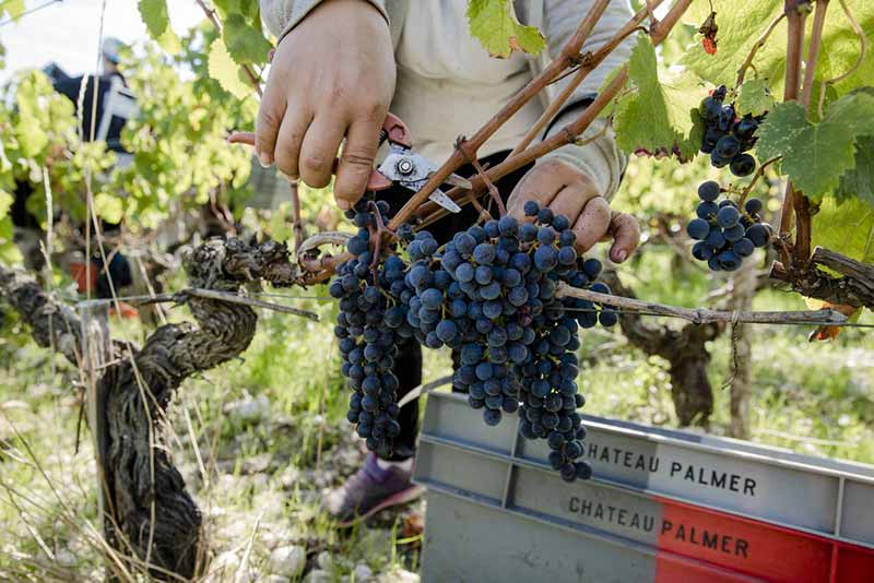 Chateau Palmer Vinification