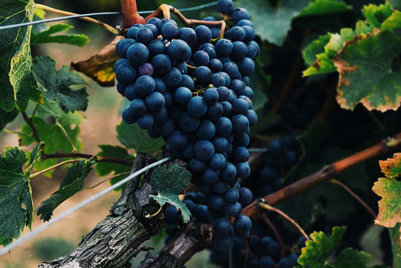 Viticulture at Chateau Palmer