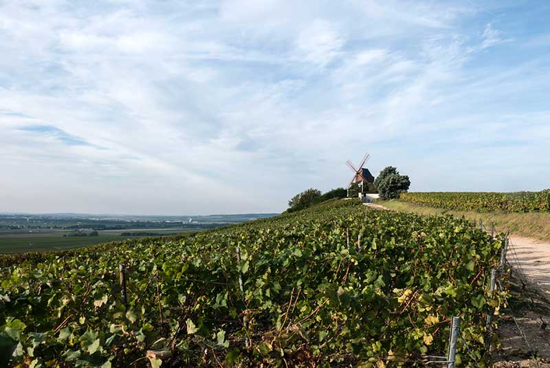 Viticulture at Chateau Palmer