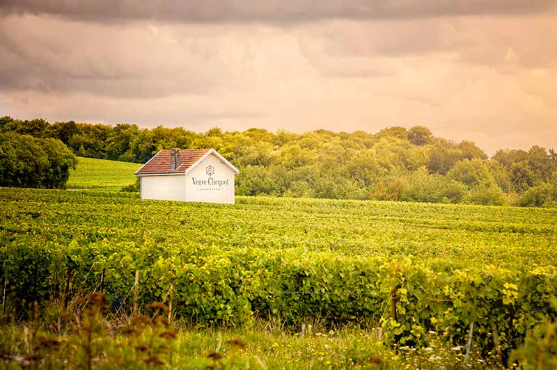 Veuve Clicquot Vineyards