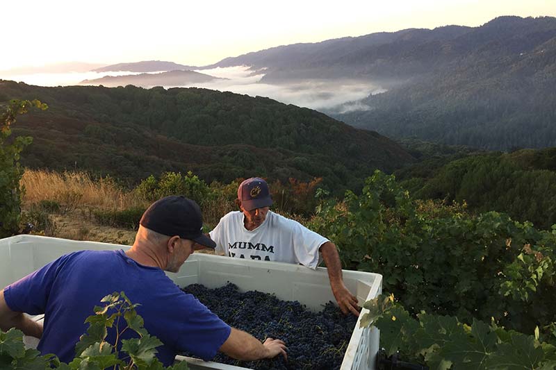 Arnot Roberts 2019 Gamay Harvest