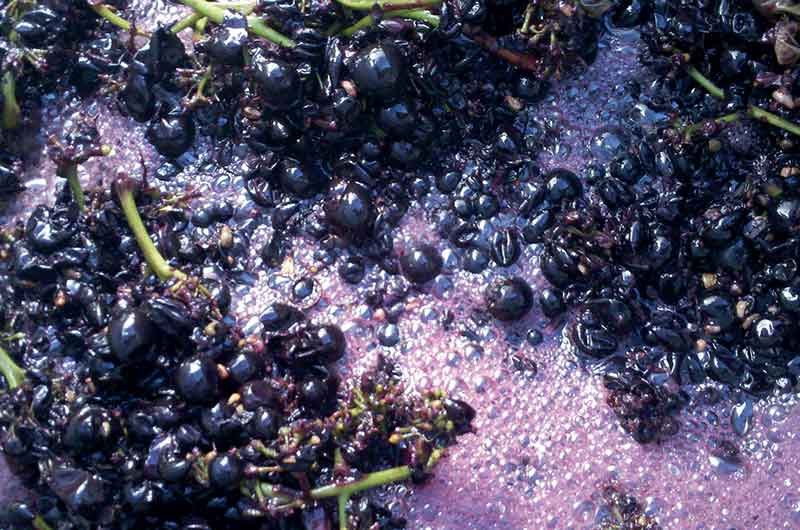 Carbonic Maceration