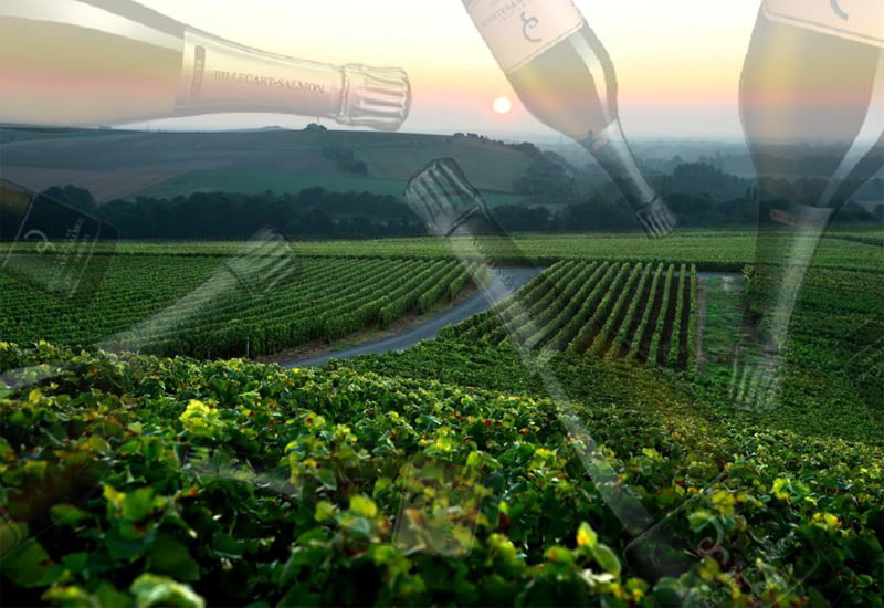 Vineyards of Billecart Salmon