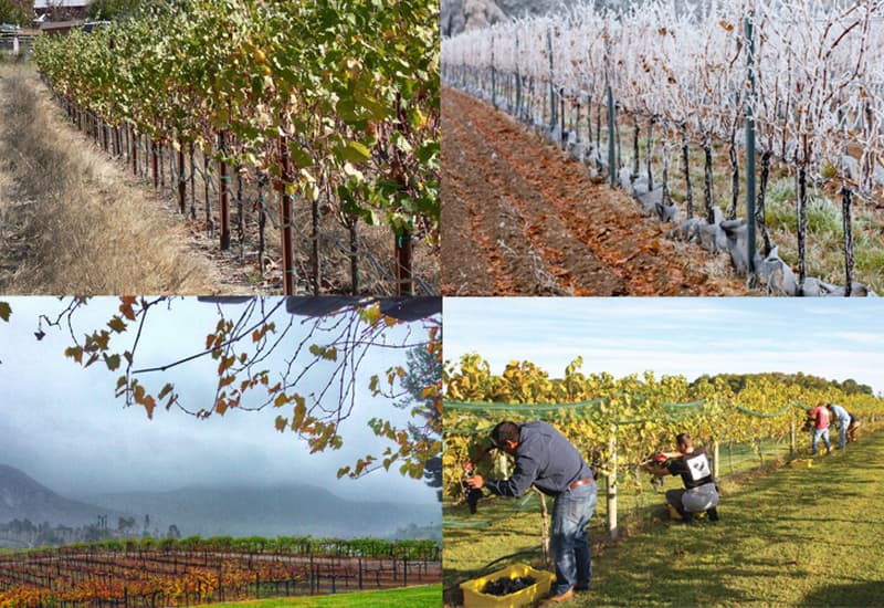 Wine Ecosystem