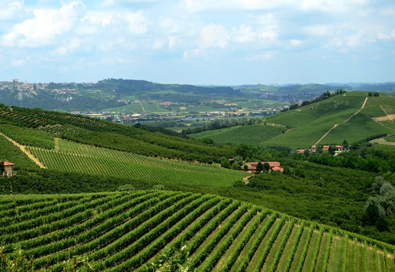 Asili Vineyard