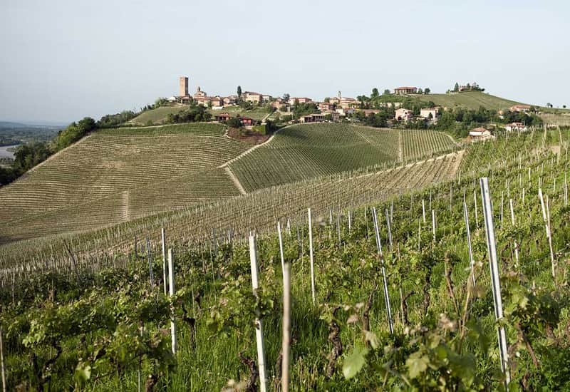 Carso Vineyard