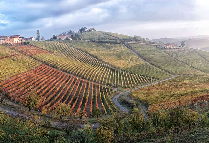 Montefico Vineyard