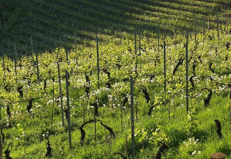 Paje Vineyard