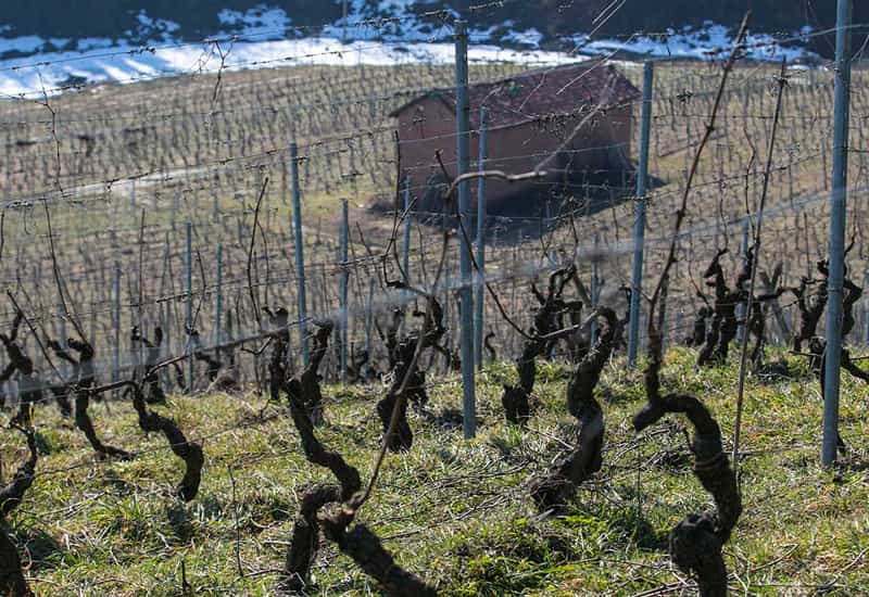 Pira Vineyard