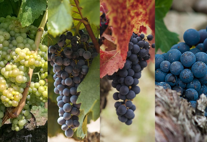 The Grapes of Rioja