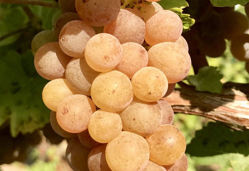 Marsanne Viticulture