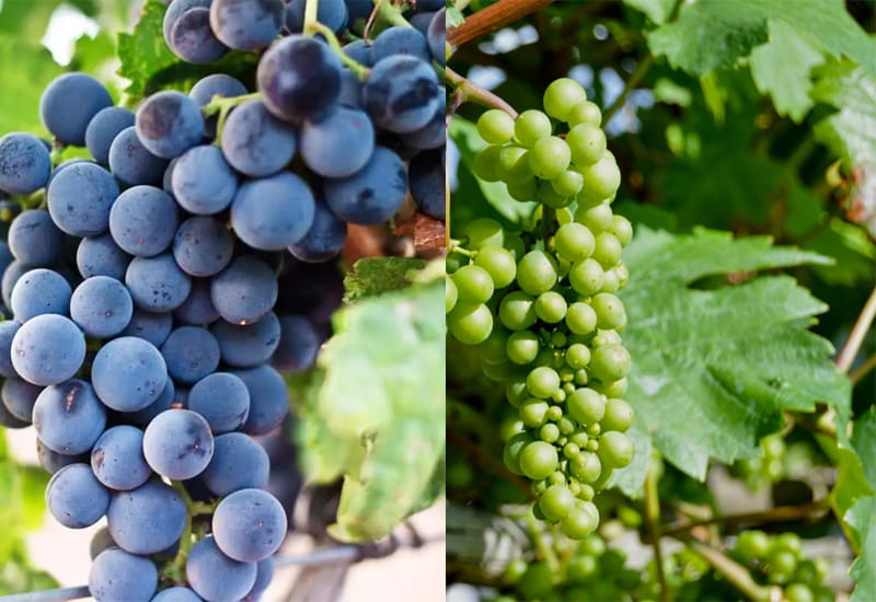 Grapes Grown in Vinho Verde