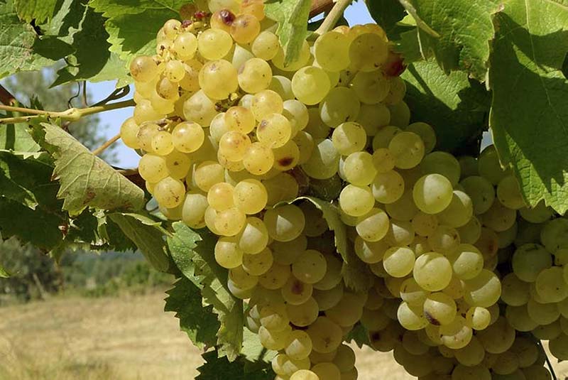 Trebbiano
