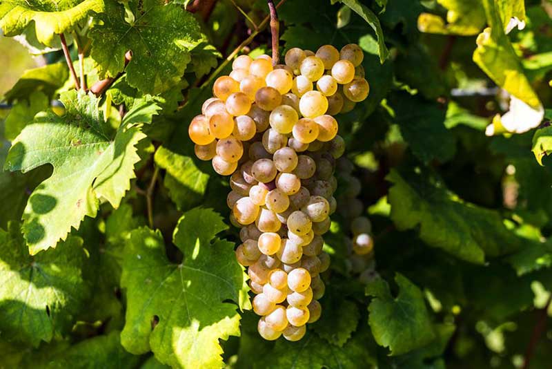 Trebbiano Romagnolo
