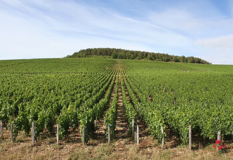 Vosne Romanee Grand Cru Vineyards