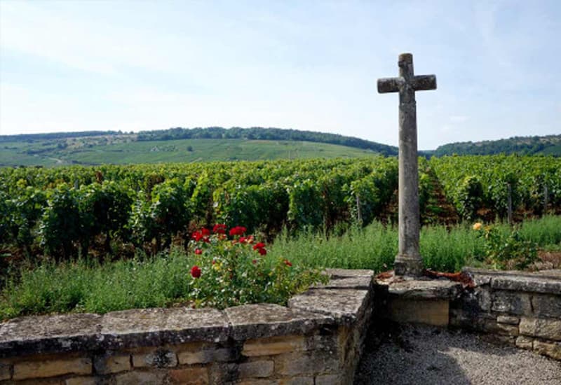 Vosne Romanee: The Jewel of Cote de Nuits
