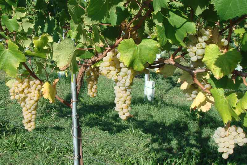 Trebbiano Giallo