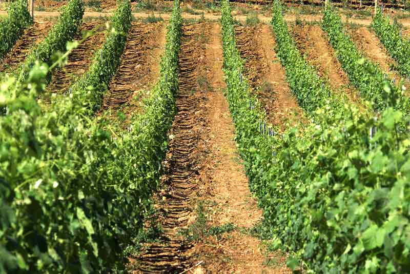 Trebbiano Spoletino
