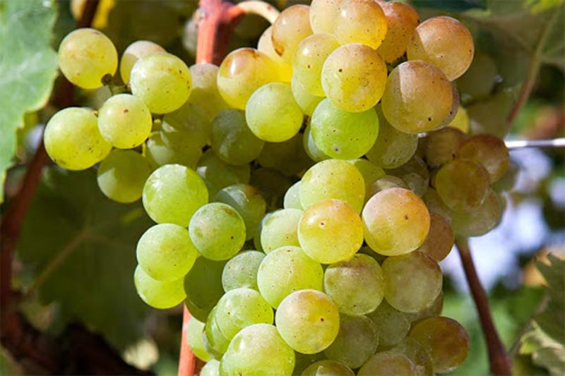 Trebbiano di Soave