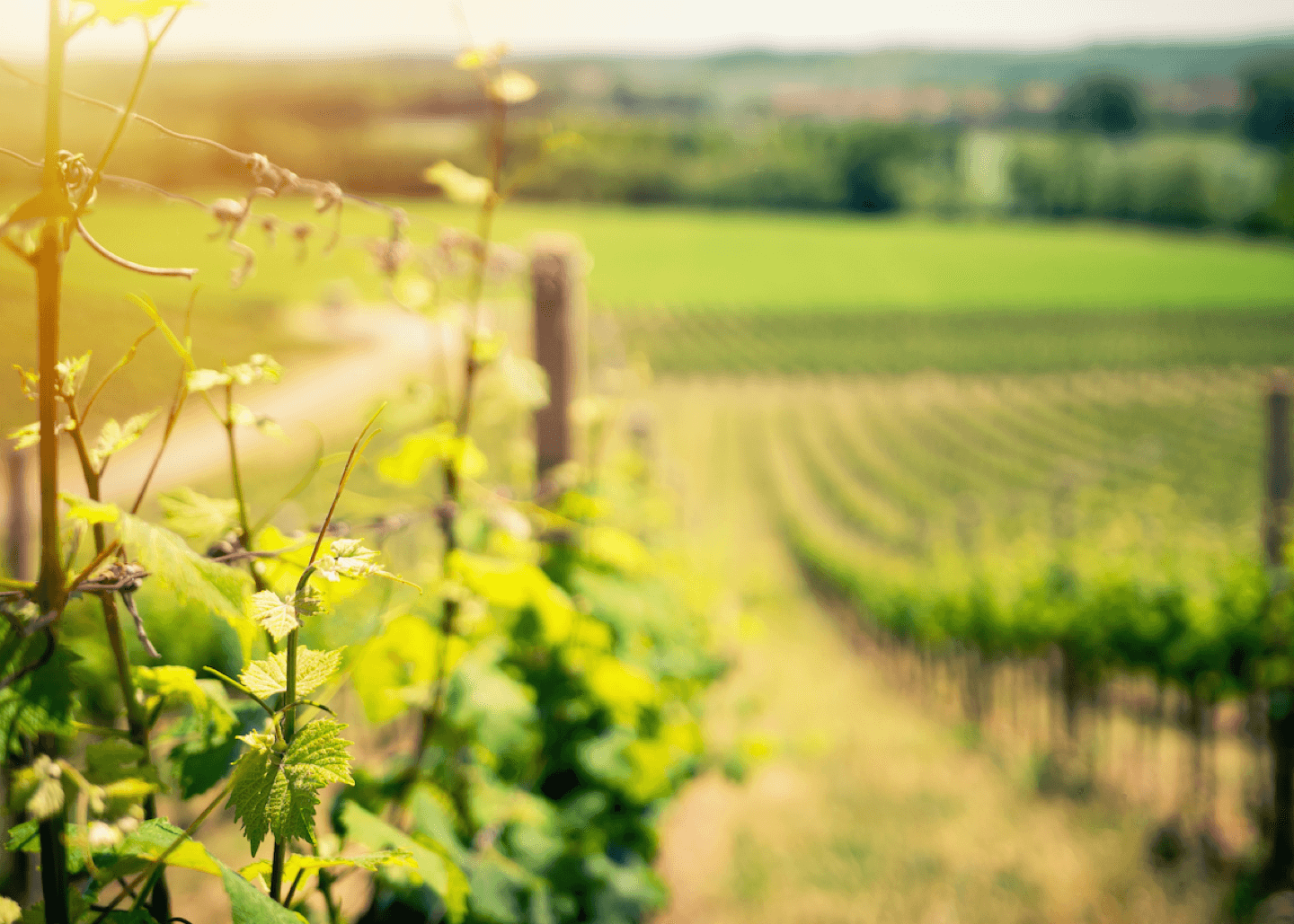 Wine Movies and Sommelier Documentary 13 Films to Enjoy