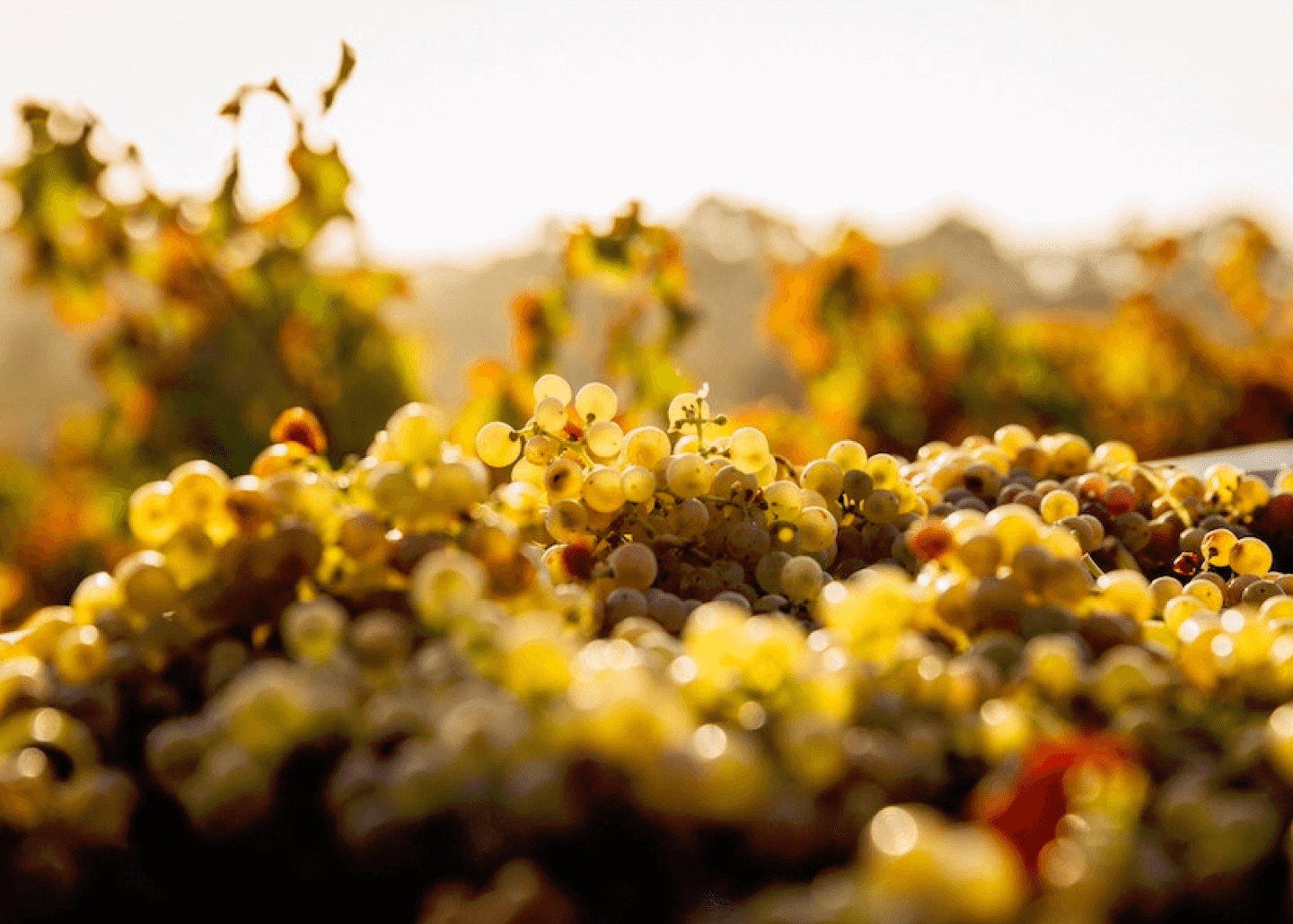 Is Wine Acidic? Wine Acid Answers and Low Acid Wines